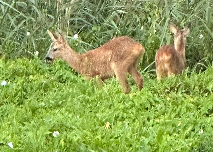 Au Calme Surequipee 3 Ch 9p Maxi Villa